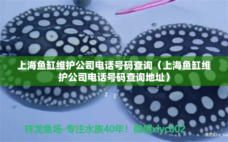 上海鱼缸维护公司电话号码查询（上海鱼缸维护公司电话号码查询地址）