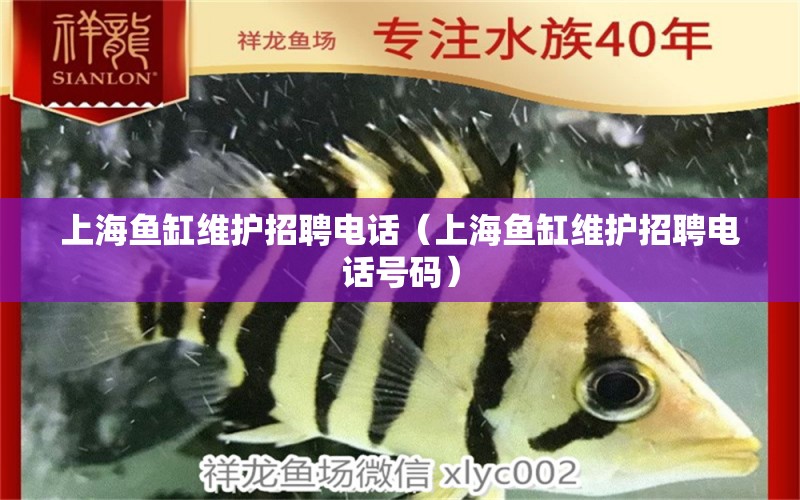 上海鱼缸维护招聘电话（上海鱼缸维护招聘电话号码）