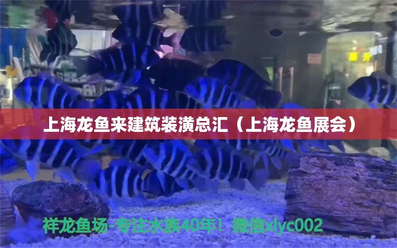 上海龙鱼来建筑装潢总汇（上海龙鱼展会）