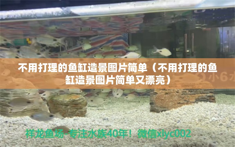 不用打理的鱼缸造景图片简单（不用打理的鱼缸造景图片简单又漂亮） 国产元宝凤凰鱼