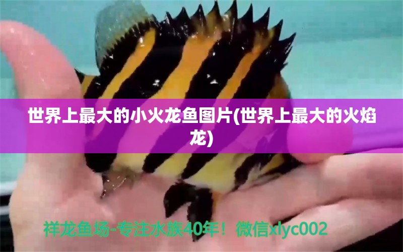 世界上最大的小火龙鱼图片(世界上最大的火焰龙) 黑桃A鱼苗