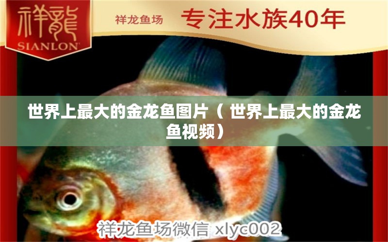 世界上最大的金龙鱼图片（ 世界上最大的金龙鱼视频） 祥龙龙鱼鱼粮