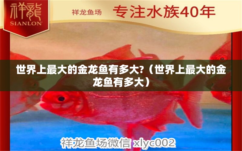 世界上最大的金龙鱼有多大?（世界上最大的金龙鱼有多大） 广州龙鱼批发市场