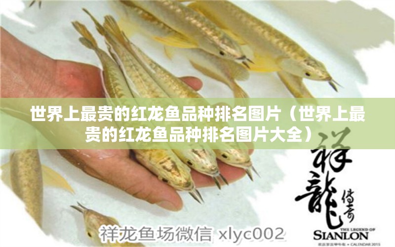 世界上最贵的红龙鱼品种排名图片（世界上最贵的红龙鱼品种排名图片大全）