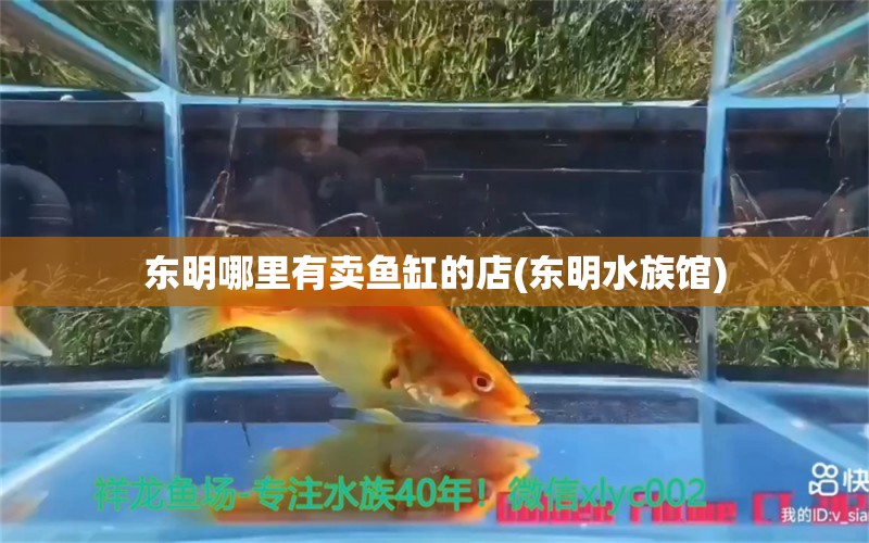 东明哪里有卖鱼缸的店(东明水族馆)