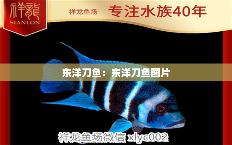 东洋刀鱼：东洋刀鱼图片