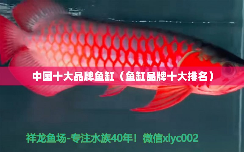 中国十大品牌鱼缸（鱼缸品牌十大排名）