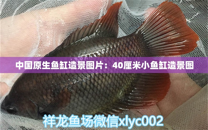 中国原生鱼缸造景图片：40厘米小鱼缸造景图