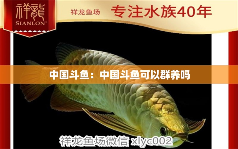 中国斗鱼：中国斗鱼可以群养吗 祥龙鱼场