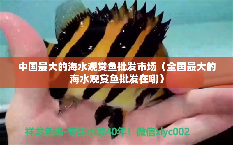 中国最大的海水观赏鱼批发市场（全国最大的海水观赏鱼批发在哪）