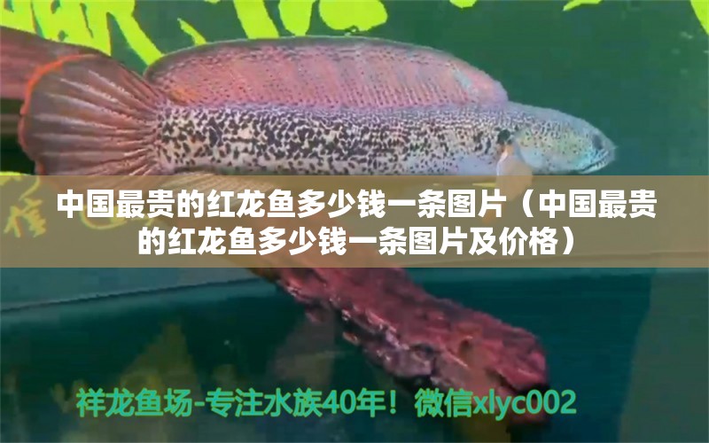 中国最贵的红龙鱼多少钱一条图片（中国最贵的红龙鱼多少钱一条图片及价格）