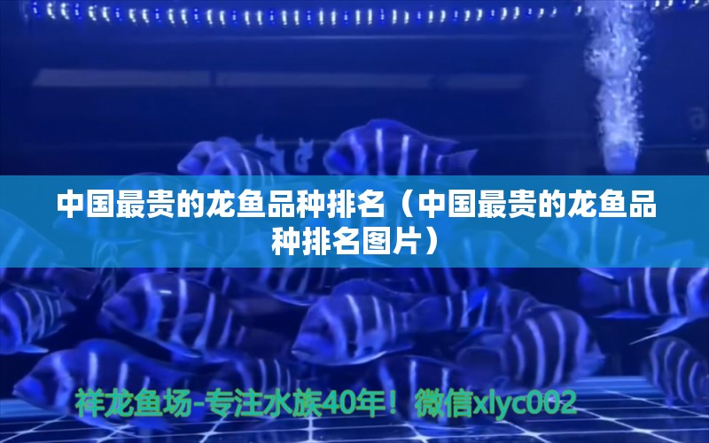 中国最贵的龙鱼品种排名（中国最贵的龙鱼品种排名图片）