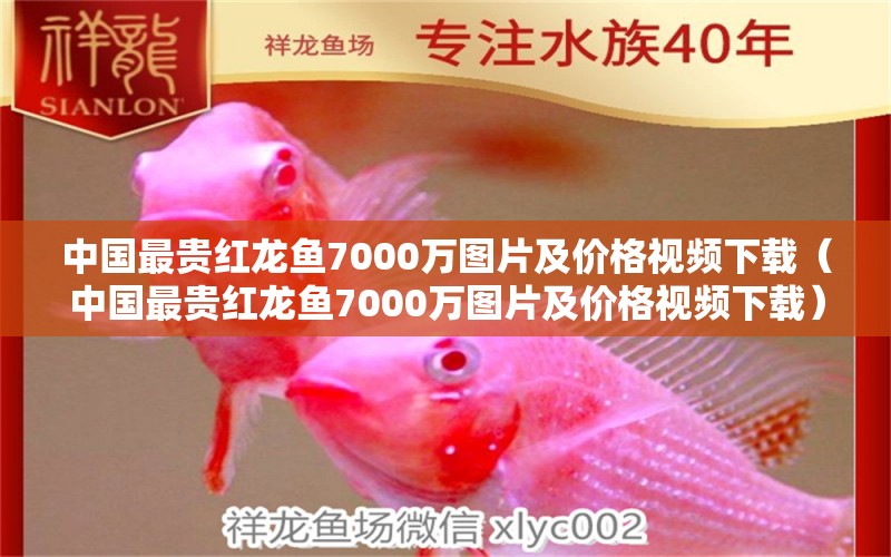 中国最贵红龙鱼7000万图片及价格视频下载（中国最贵红龙鱼7000万图片及价格视频下载）