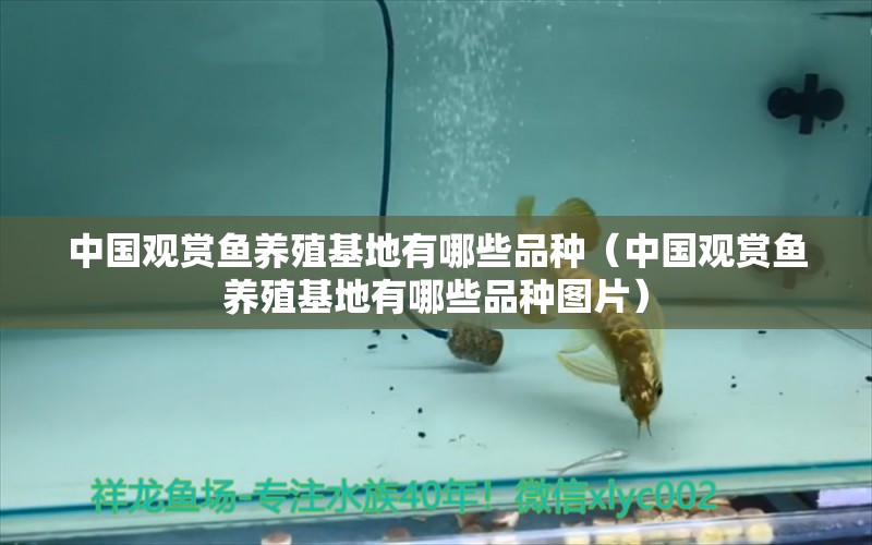 中国观赏鱼养殖基地有哪些品种（中国观赏鱼养殖基地有哪些品种图片）
