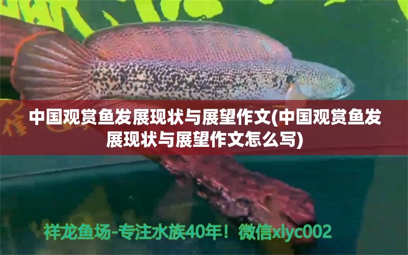 中国观赏鱼发展现状与展望作文(中国观赏鱼发展现状与展望作文怎么写) 麦肯斯银版鱼