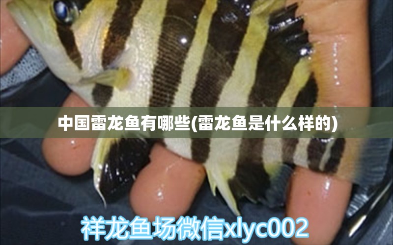 中国雷龙鱼有哪些(雷龙鱼是什么样的) 魟鱼