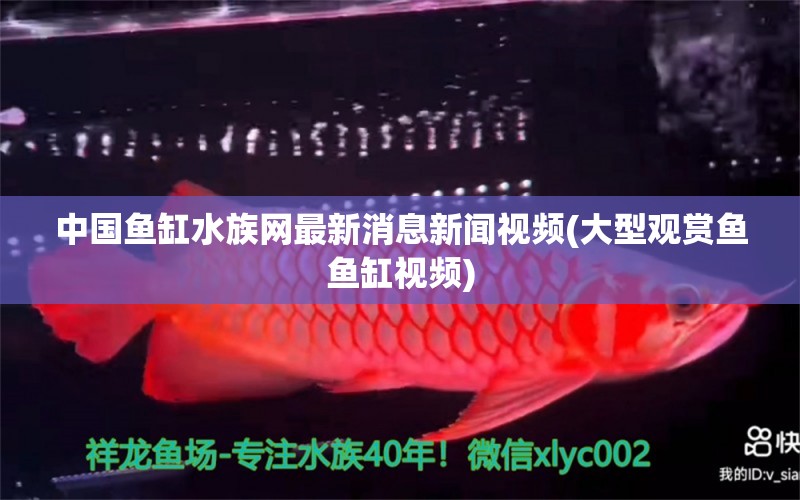 中国鱼缸水族网最新消息新闻视频(大型观赏鱼鱼缸视频)