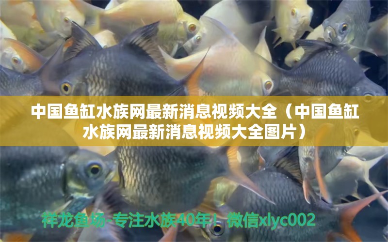 中国鱼缸水族网最新消息视频大全（中国鱼缸水族网最新消息视频大全图片）