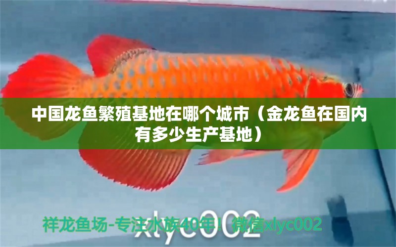 中国龙鱼繁殖基地在哪个城市（金龙鱼在国内有多少生产基地）