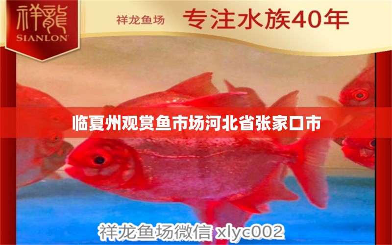 临夏州观赏鱼市场河北省张家口市 观赏鱼市场（混养鱼）