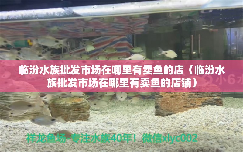 临汾水族批发市场在哪里有卖鱼的店（临汾水族批发市场在哪里有卖鱼的店铺） 观赏鱼水族批发市场