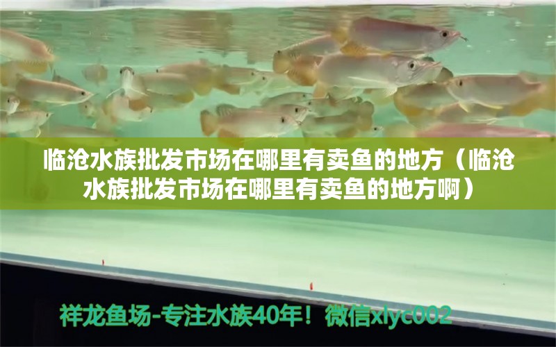 临沧水族批发市场在哪里有卖鱼的地方（临沧水族批发市场在哪里有卖鱼的地方啊）