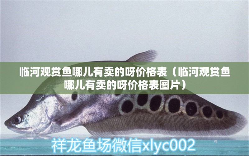 临河观赏鱼哪儿有卖的呀价格表（临河观赏鱼哪儿有卖的呀价格表图片） 观赏鱼市场（混养鱼）