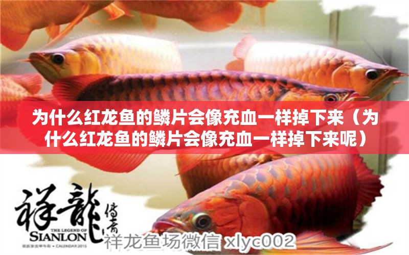 为什么红龙鱼的鳞片会像充血一样掉下来（为什么红龙鱼的鳞片会像充血一样掉下来呢） 红龙鱼鱼粮饲料