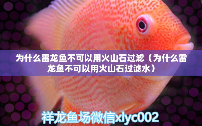 为什么雷龙鱼不可以用火山石过滤（为什么雷龙鱼不可以用火山石过滤水） 广州龙鱼批发市场