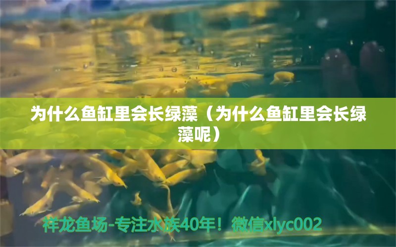 为什么鱼缸里会长绿藻（为什么鱼缸里会长绿藻呢）