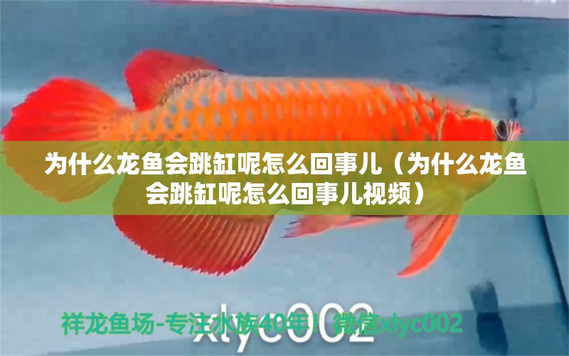 为什么龙鱼会跳缸呢怎么回事儿（为什么龙鱼会跳缸呢怎么回事儿视频） 广州龙鱼批发市场