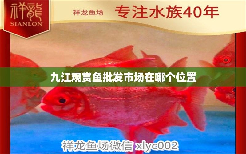 九江观赏鱼批发市场在哪个位置