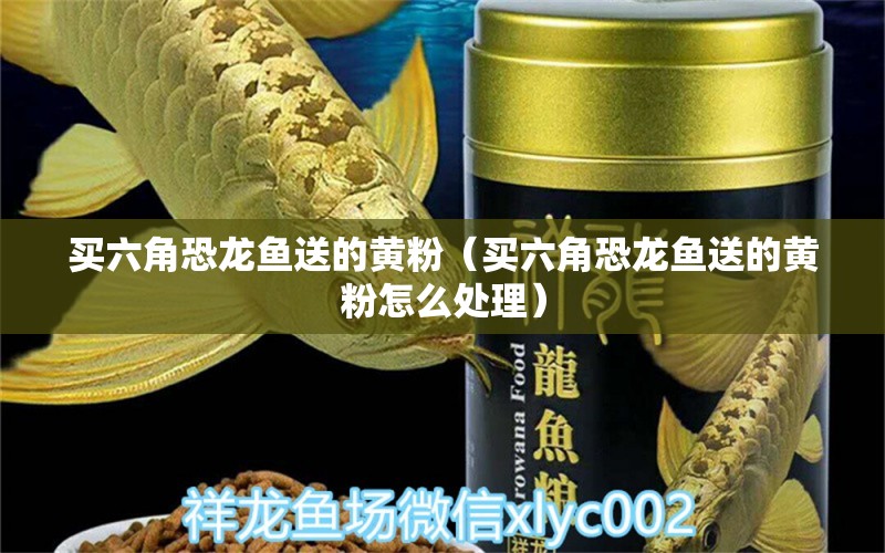 买六角恐龙鱼送的黄粉（买六角恐龙鱼送的黄粉怎么处理） 广州龙鱼批发市场