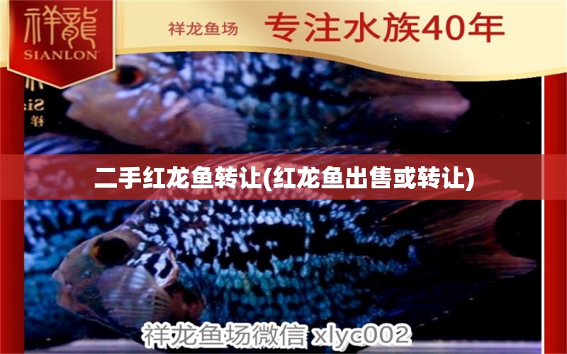 二手红龙鱼转让(红龙鱼出售或转让) 进口元宝凤凰鱼