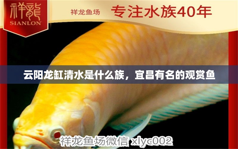 云阳龙缸清水是什么族，宜昌有名的观赏鱼