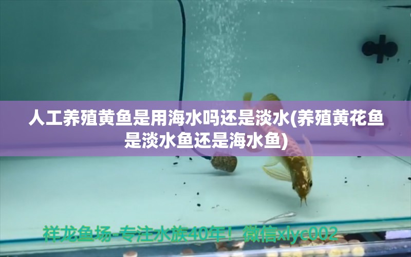 人工养殖黄鱼是用海水吗还是淡水(养殖黄花鱼是淡水鱼还是海水鱼)