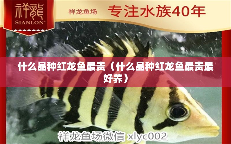 什么品种红龙鱼最贵（什么品种红龙鱼最贵最好养） 赤荔凤冠鱼