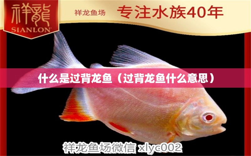 什么是过背龙鱼（过背龙鱼什么意思） 广州龙鱼批发市场