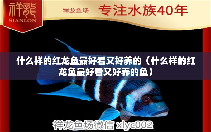 什么样的红龙鱼最好看又好养的（什么样的红龙鱼最好看又好养的鱼） 广州龙鱼批发市场