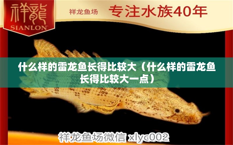 什么样的雷龙鱼长得比较大（什么样的雷龙鱼长得比较大一点） 广州龙鱼批发市场
