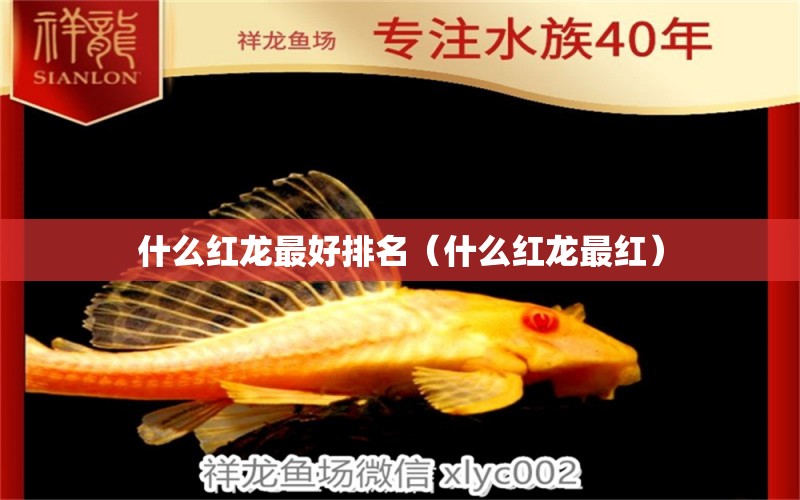 什么红龙最好排名（什么红龙最红） 广州龙鱼批发市场