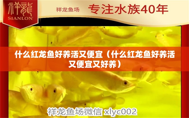 什么红龙鱼好养活又便宜（什么红龙鱼好养活又便宜又好养） 广州龙鱼批发市场