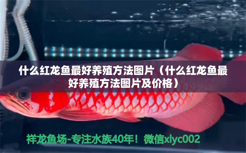 什么红龙鱼最好养殖方法图片（什么红龙鱼最好养殖方法图片及价格） 广州龙鱼批发市场