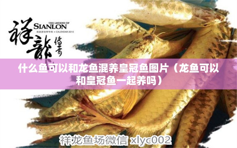 什么鱼可以和龙鱼混养皇冠鱼图片（龙鱼可以和皇冠鱼一起养吗） 广州龙鱼批发市场
