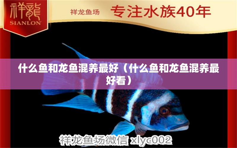 什么鱼和龙鱼混养最好（什么鱼和龙鱼混养最好看） 广州龙鱼批发市场