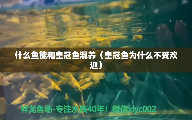 什么鱼能和皇冠鱼混养（皇冠鱼为什么不受欢迎） 广州龙鱼批发市场