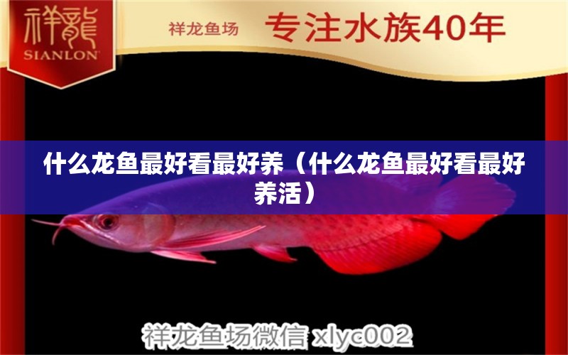 什么龙鱼最好看最好养（什么龙鱼最好看最好养活） 广州龙鱼批发市场