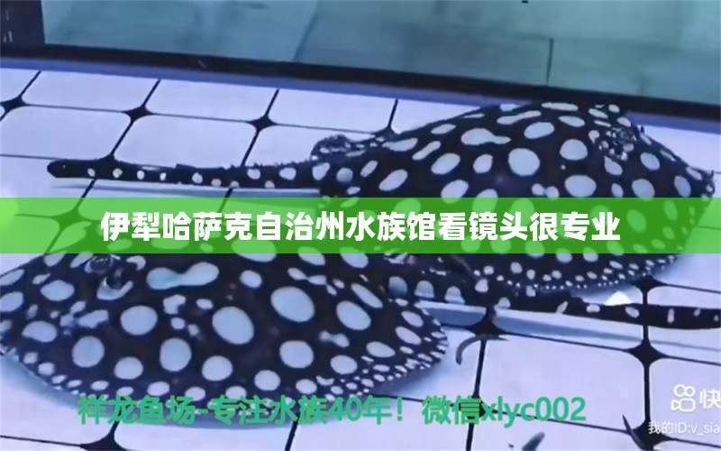 伊犁哈萨克自治州水族馆看镜头很专业 金龙鱼粮