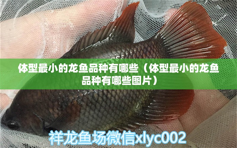 体型最小的龙鱼品种有哪些（体型最小的龙鱼品种有哪些图片） 广州龙鱼批发市场