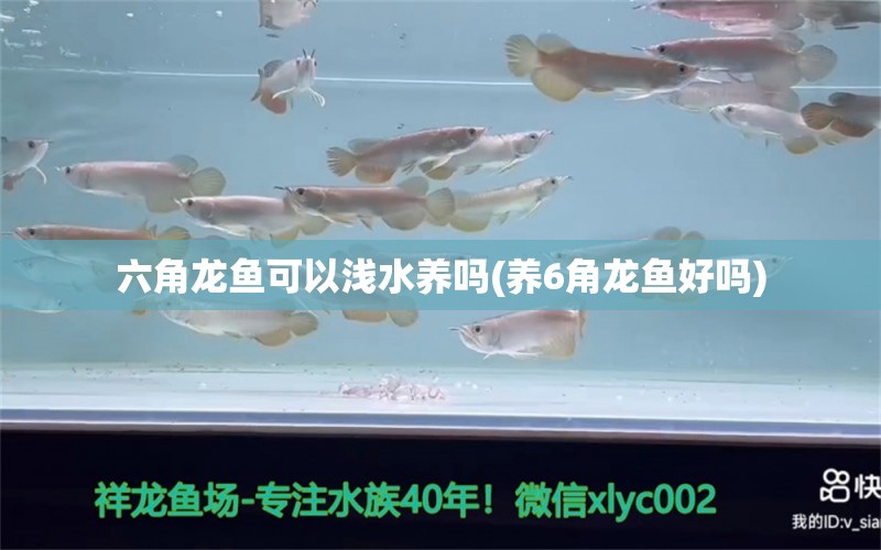 六角龙鱼可以浅水养吗(养6角龙鱼好吗) 广州水族器材滤材批发市场 第1张